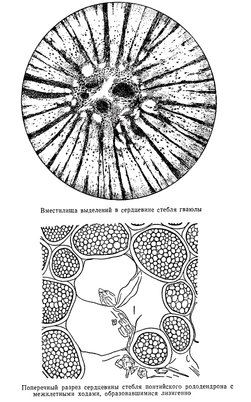 Вместилища выделений в сердцевине стебля