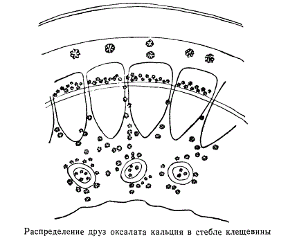Распределение друз оксалата кальция в стебле клещевины