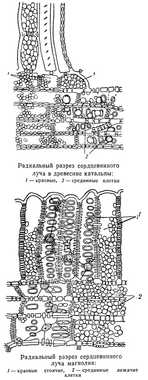 Радиальный разрез сердцевинного луча