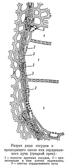 Разрез ряда сосудов и проходящего около них сердцевинного луча