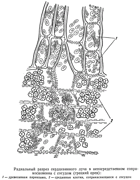 Радиальный разрез сердцевинного луча в соприкосновении с сосудом