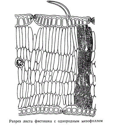 Разрез листа фисташки с однородным мезофиллом