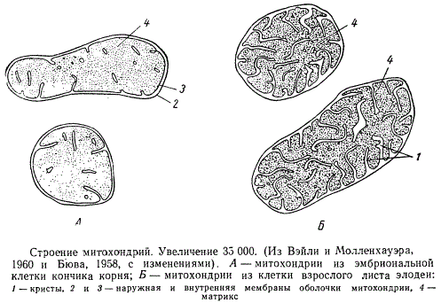 Строение митохондрий