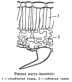 Разрез листа конопли