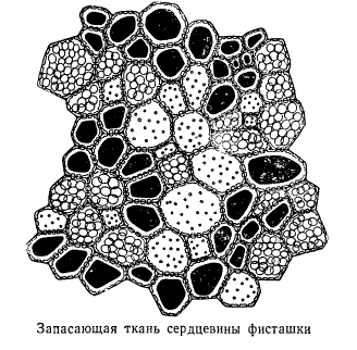 Запасающая ткань сердцевины фисташки