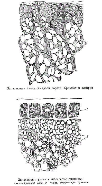 Семенные растения ткани