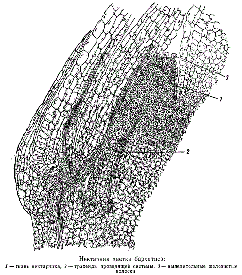 Нектарник цветка бархатцев