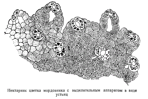 Нектарник цветка мордовника с выделительным аппаратом в виде устьиц