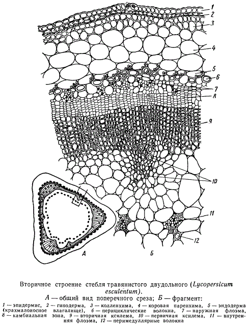 Вторичное строение стебля травянистого двудольного