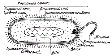 Схема строения бактериальной клетки