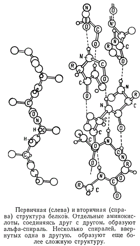 Первичная и вторичная структура белков