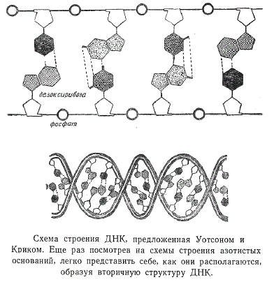 Схема строения ДНК, предложенная Уотсоном и Криком