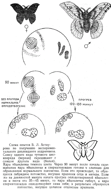 Схема опытов Б.Л. Астаурова по получению экспериментального диплоидного андрогенеза