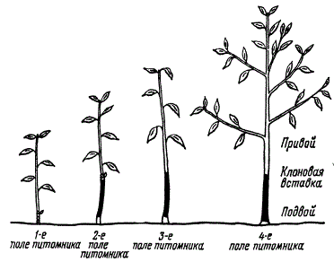 Выращивание саженцев с клоновой вставкой в питомнике при помощи окулировки