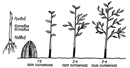 Выращивание саженцев с клоновой вставкой в питомнике при помощи зимней прививки
