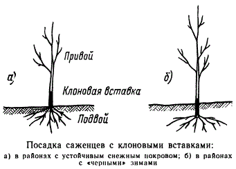 Как посадить яблоню весной саженцами пошагово. Схема посадки карликовых яблонь. Клоновый подвой яблони м-9. Шиповник Лакса подвой. Корневая система клонового подвоя яблони.