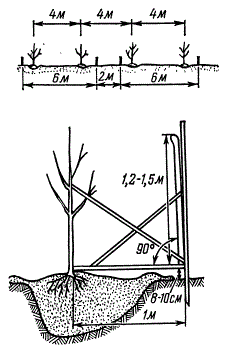 Схема закладки сада траншейным способом и посадочный маркер по Духанину