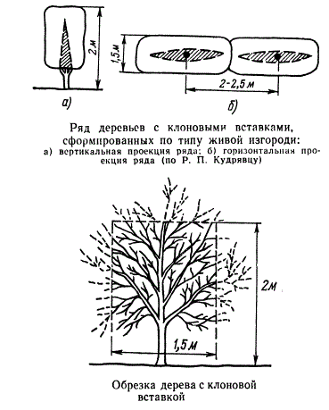 Ряд деревьев с клоновыми вставками, сформированных по типу живой изгороди. Обрезка дерева с клоновой вставкой