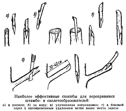 Наиболее эффективные способы для перепрививки штамбо- и скелетообразователей