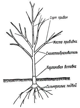 Схема строения "четырехэтажного" зимостойкого слаборослого дерева яблони