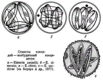 Ооциты кокцидий - возбудители кокцидиоза