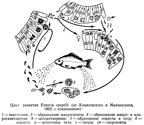 Цикл развития Eimeria carpelli