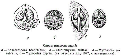 Споры миксоспоридий