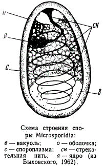 Схема строения споры Microsporidia