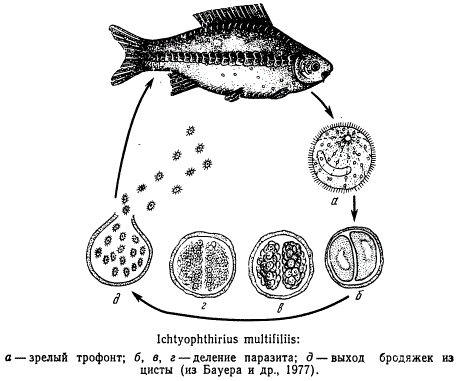 Возбудитель ихтиофтириоза рыб