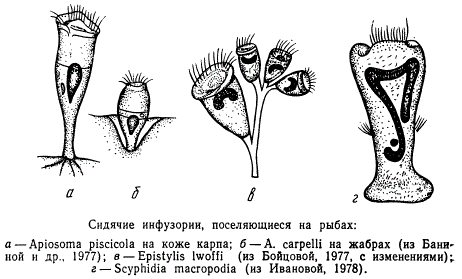 Сидячие инфузории, поселяющиеся на рыбах