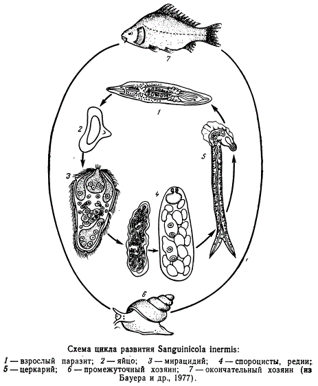 Схема цикла развития Sanguinicola inermis