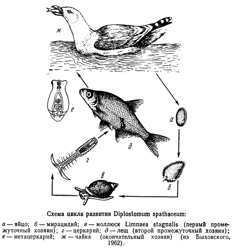 Схема цикла развития Diplostomum spathaceum