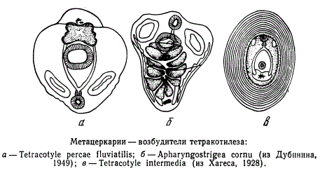 Метацеркарии - возбудители тетракотилеза