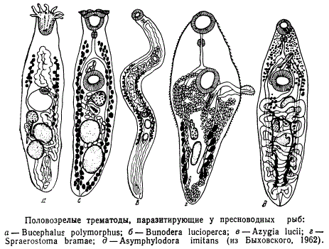 Половозрелые трематоды, паразитирующие у пресноводных рыб