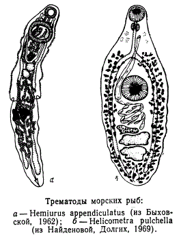 Трематоды морских рыб