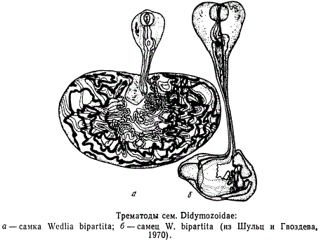 Трематоды сем. Didymoidae