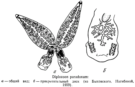 Diplozoon paradoxum