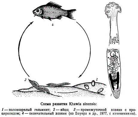 Схема развития Khawia sinensis