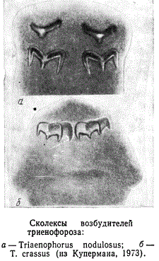 Сколексы возбудителей триенофороза