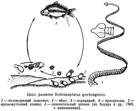 Цикл развития возбудителя ботриоцефалеза