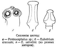 Сколексы цестод