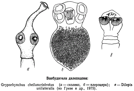 Возбудители дилепидоза
