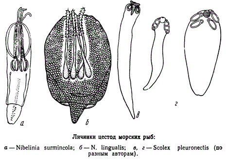 Личинки цестод морских рыб