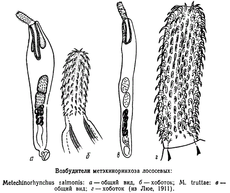 Возбудители метэхиноринхоза лососевых