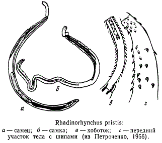 Rhadinorhynchus pristis