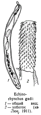 Echinorhynchus gadi
