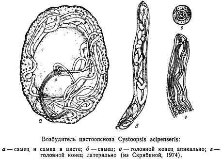 Возбудитель цистоопсиоза