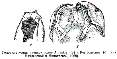 Головные концы личинок родов родов Anisakis и Porrocaecum