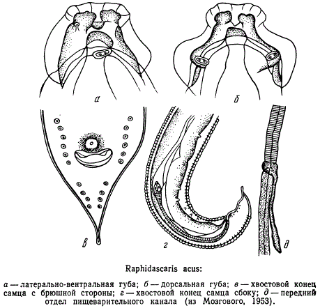 Возбудитель рафидаскаридоза рыб