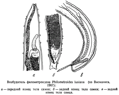 Возбудитель филометроидоза